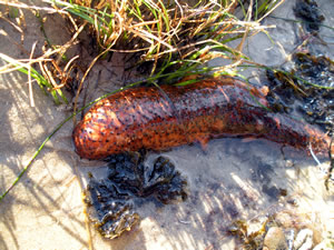 Warty sea cucumber
